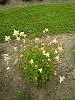 Sierra columbine, Aquilegia pubescens (prise a Cormatin)(3)